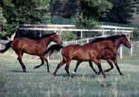 Ocala Florida real estate Horse Farms