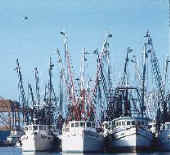 Florida Shrimpboats are a coming!